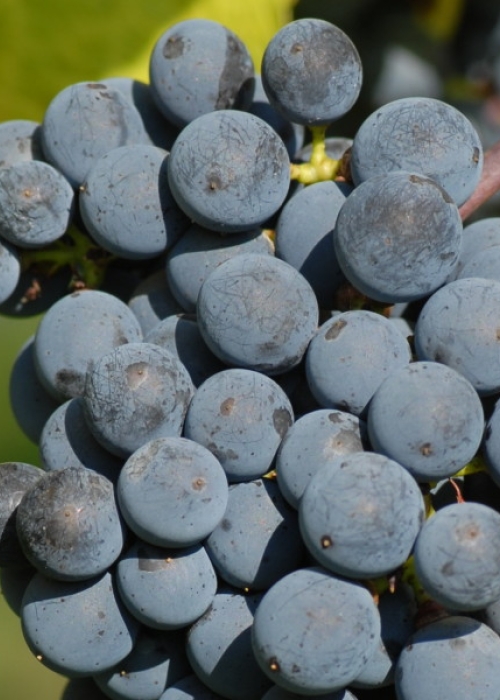 Cabernet Sauvignon ANT 1828